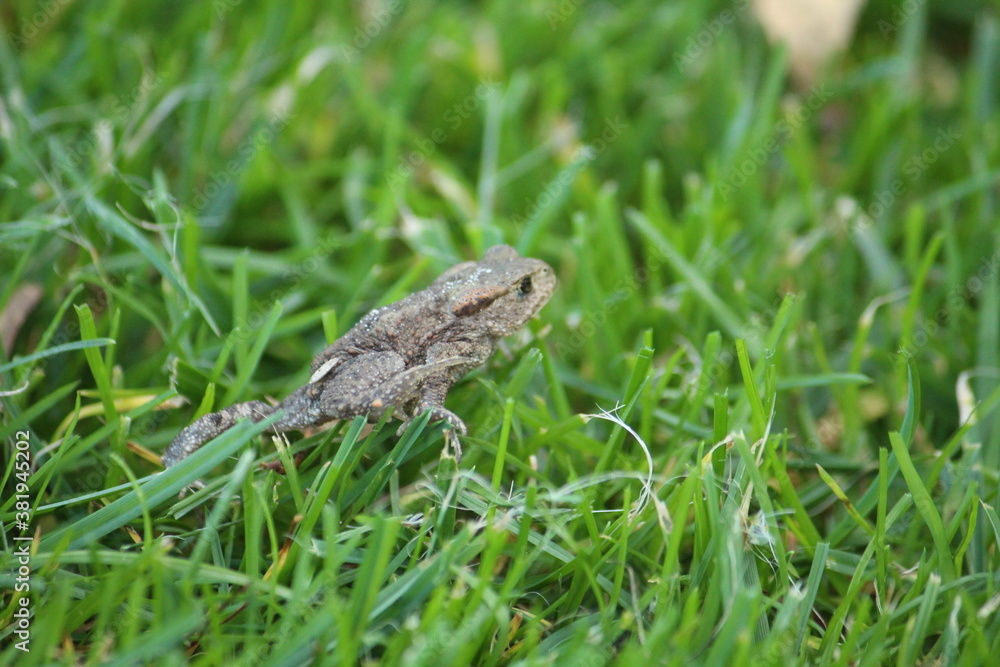 a common toad (bufo bufo) in the green grass a common toad (bufo bufo) in the green grass