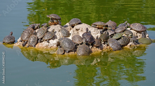 red-eared turtles basking in the sun © AVD