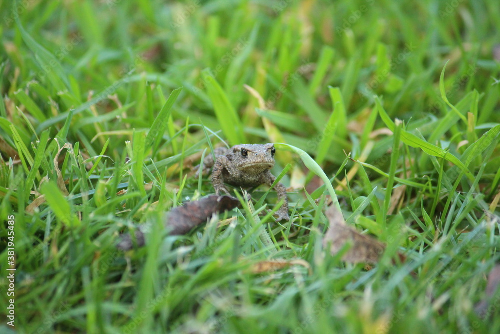 a common toad (bufo bufo) in the green grass a common toad (bufo bufo) in the green grass