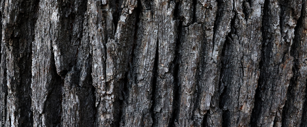 Obraz premium Dark bark surface texture background