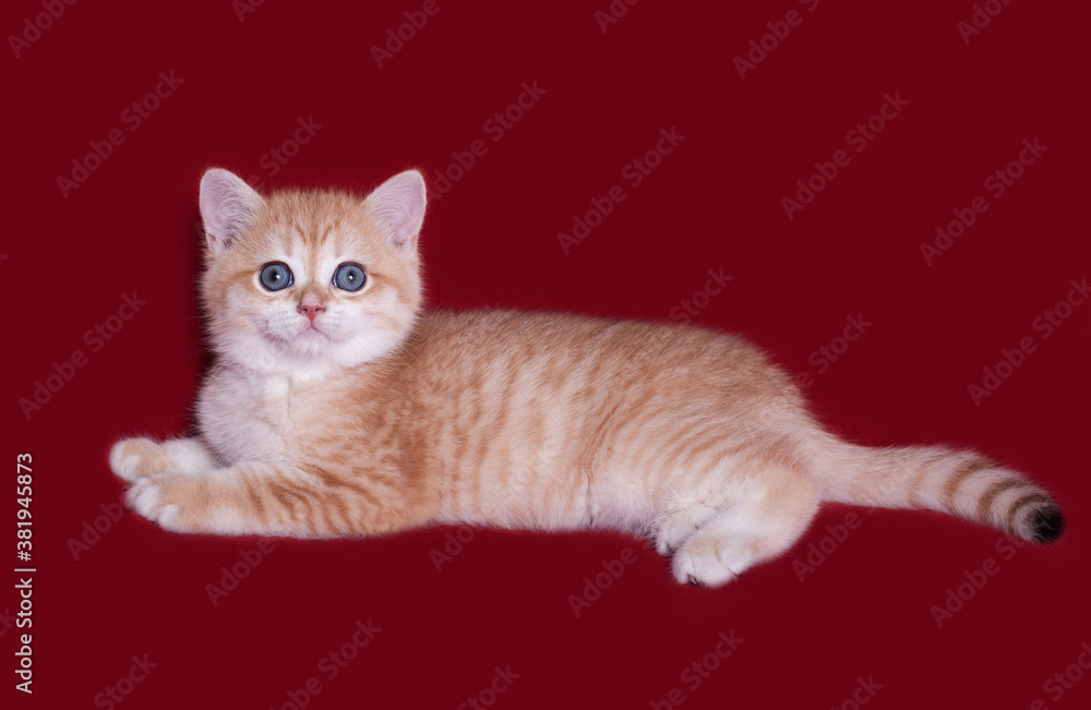 scottish straight kitten playing fun scottish straight kitten playing fun