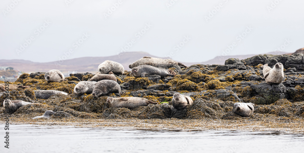 A colony of Harbour seals relaxing amongst the rocks and seaweed along the coast of Scotland. A colony of Harbour seals relaxing amongst the rocks and seaweed along the coast of Scotland.