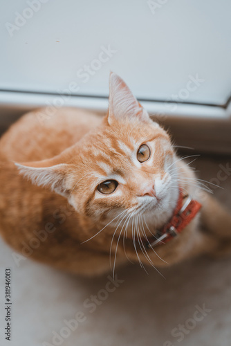 Fototapeta Naklejka Na Ścianę i Meble -  Milo my cat