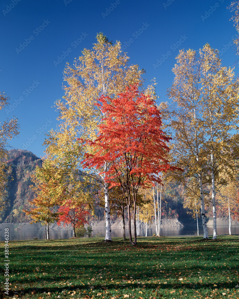 Naklejka premium 白樺並木の紅葉