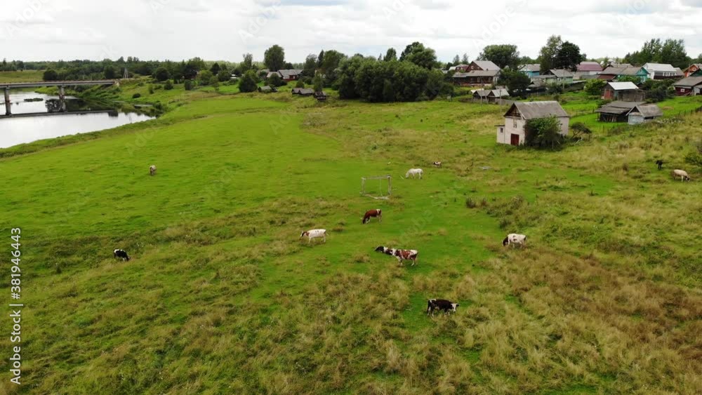 Cows and horse on the green fields near river with on the shore Aerial view. Cows and horse on the green fields near river with on the shore Aerial view.