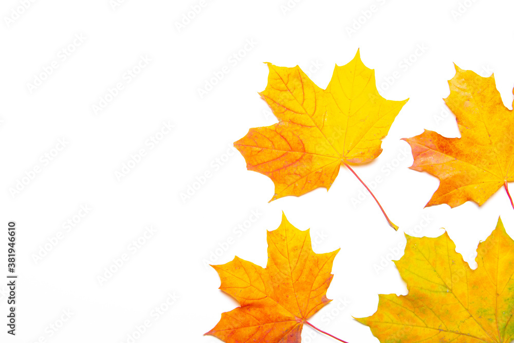 Yellow maple leaves on a white background . Autumn leave. Isolated background. Hello autumn. Copy space. Plants. Yellow maple leaves on a white background . Autumn leave. Isolated background. Hello autumn. Copy space. Plants.