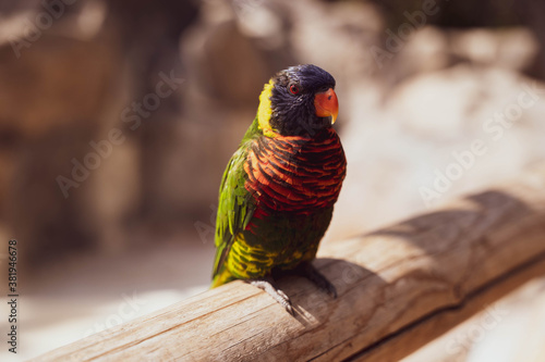 red and yellow macaw