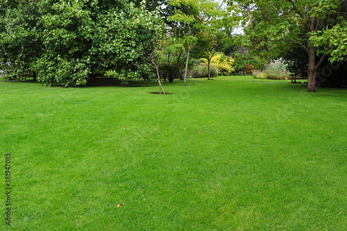 grass lawn in the garden