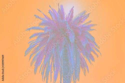 Palm tree close-up  picture in orange colors. Multicolored tree  abstraction  creative card  negative filter.