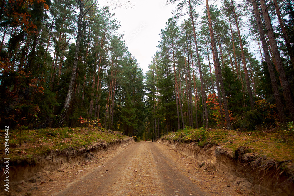 Fototapeta premium Rural road in the autumn forest. Nature in autumn. Landscape.
