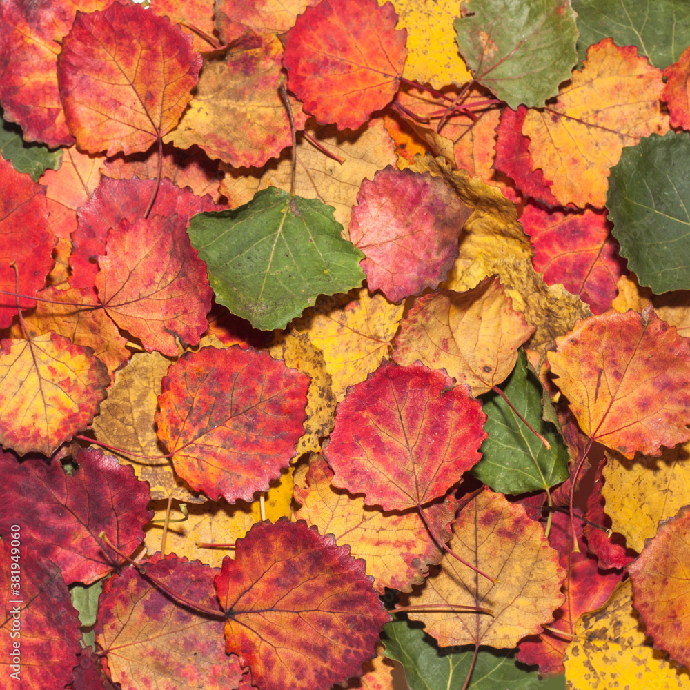 Autumn background of multicolored aspen fall leaves.