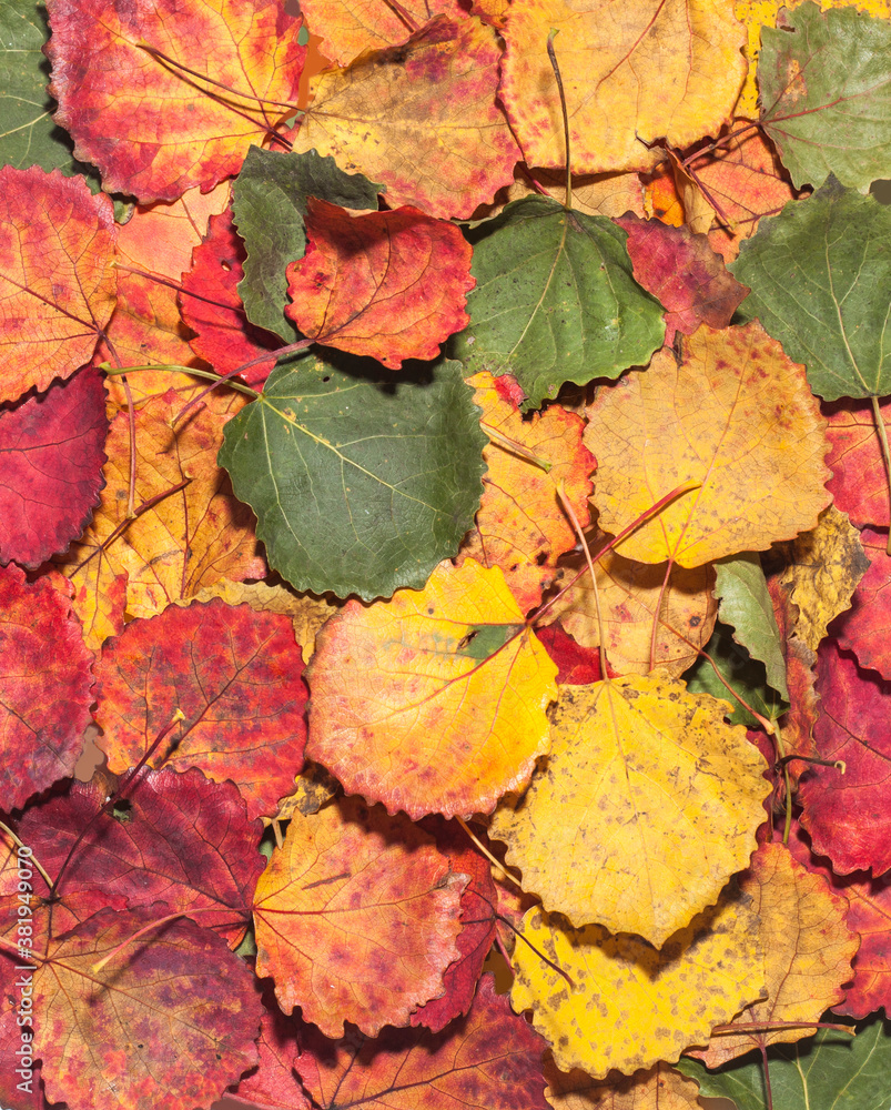Aspen fall leaves. Autumn background