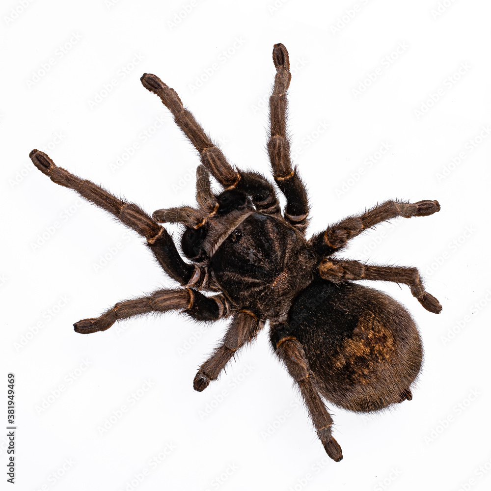 Φωτογραφία Top view of adult Brazilian black tarantula or Grammostola pulchra spider