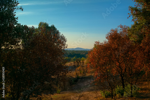 krajobraz jesienią las drzewa liście natura zieleń przyroda kolory czerwień 
