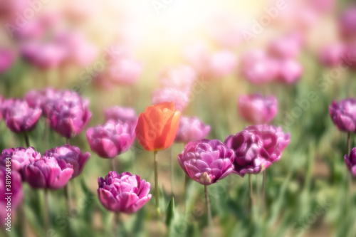 Blooming tulips spring background