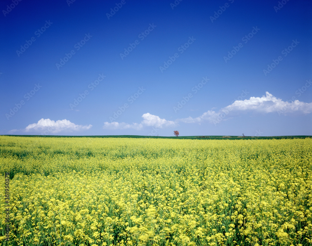 Obraz premium 菜の花
