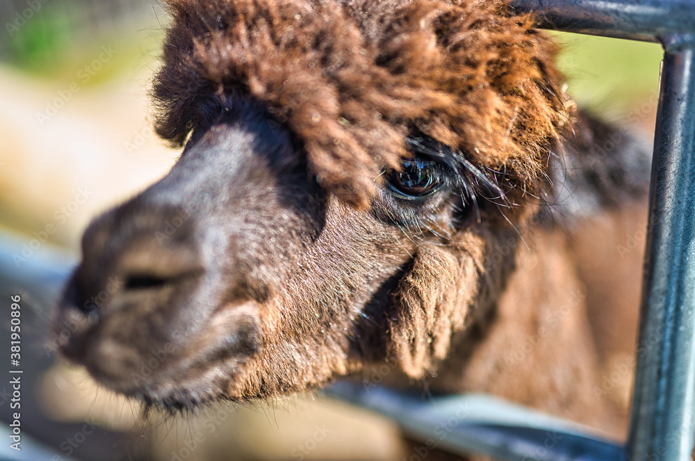 A close up of a alpaca standing on top of a lush green field. A close up of a alpaca standing on top of a lush green field.