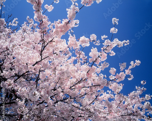 桜