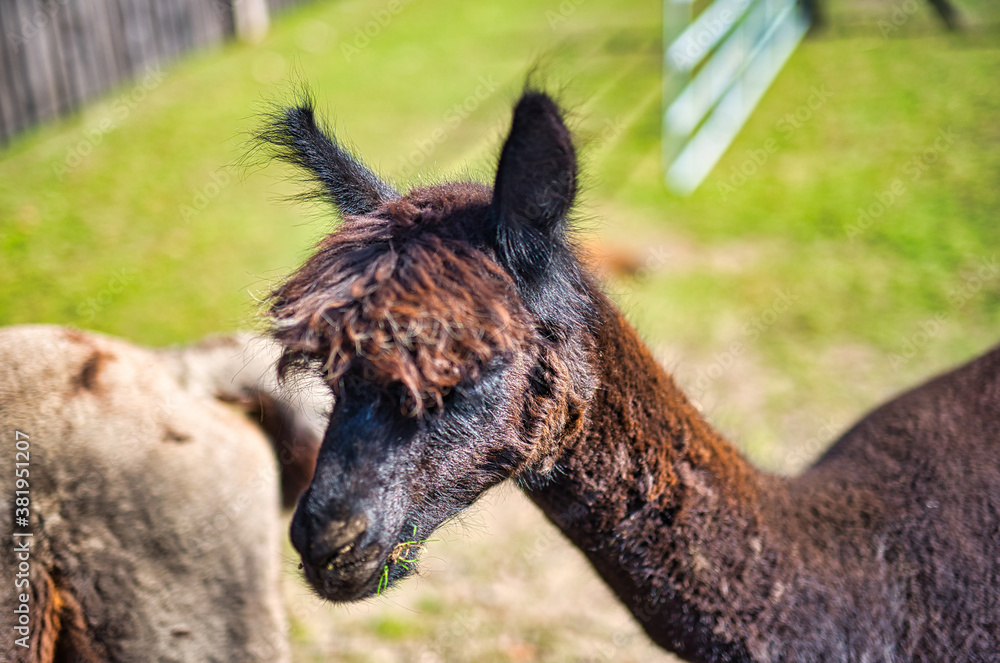 A close up of a alpaca standing on top of a lush green field. A close up of a alpaca standing on top of a lush green field.