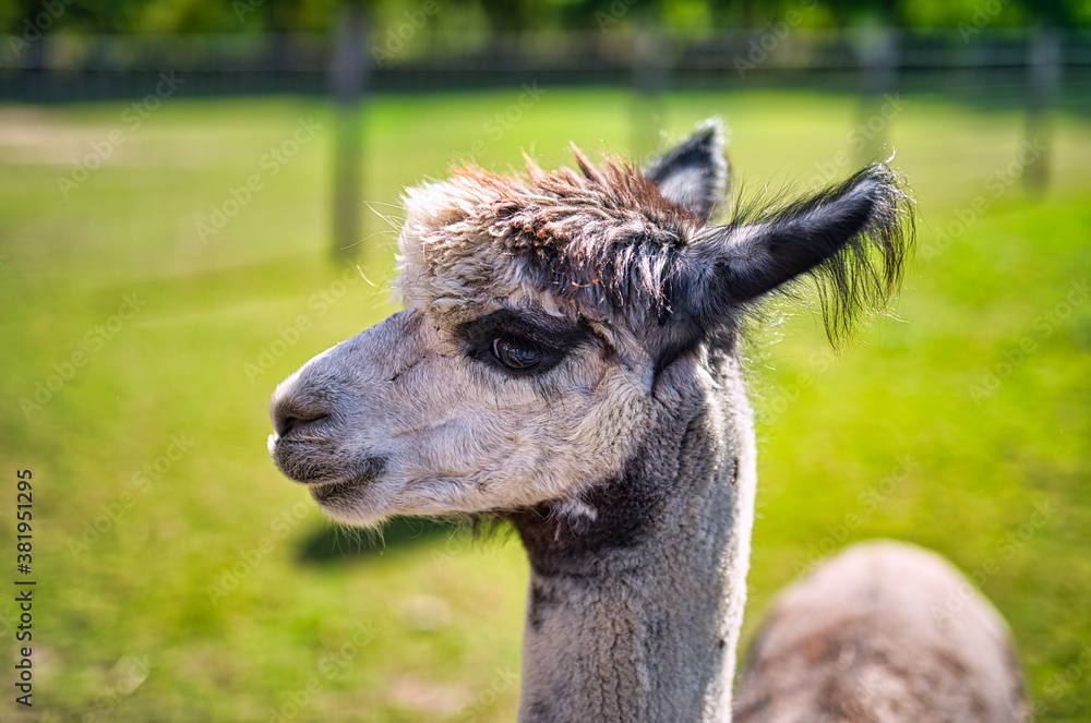 Obraz premium A close up of a alpaca standing on top of a lush green field.
