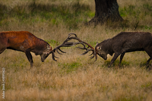 Stags fighting during the rut