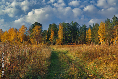 Autumn landscape dirt road in the field against the background of a forest with yellow foliage, blue sky and white clouds.