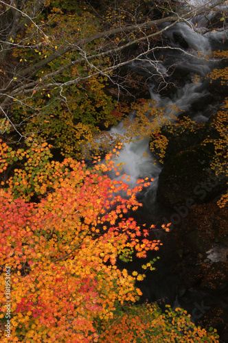 渓流と紅葉 © Paylessimages