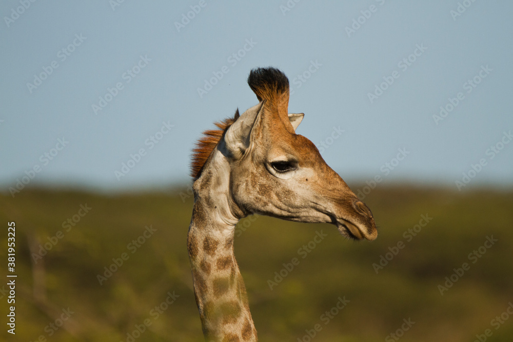 Obraz premium Funny Headshot of a Giraffe