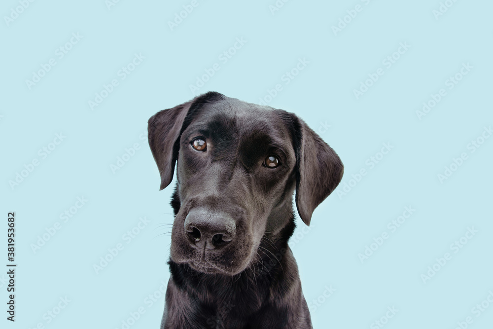 Portrait black labrador dog tilting head side. Isolated on blue background.
