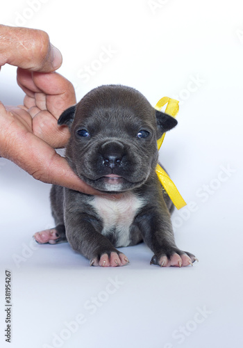 newborn puppy lies with a yellow ribbon on a white background © irynah