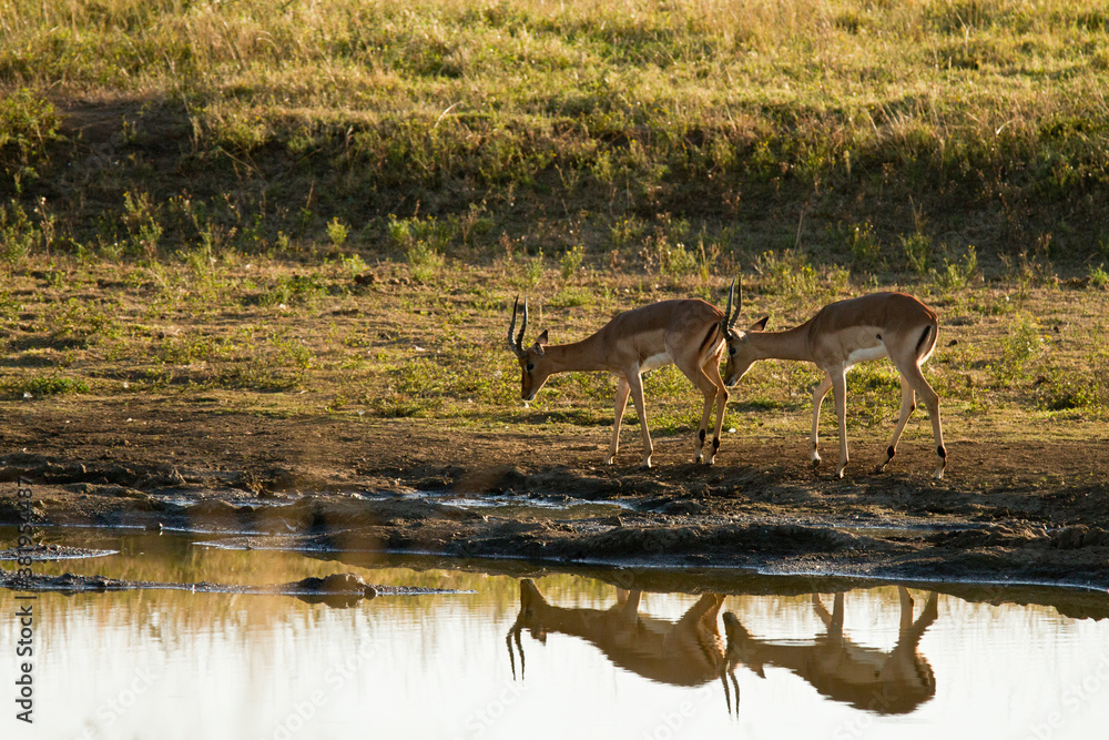 Springboks at the drinking hole Springboks at the drinking hole
