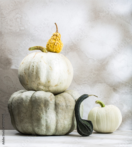 Artisanal pumpkins and gourds on a neutral background

