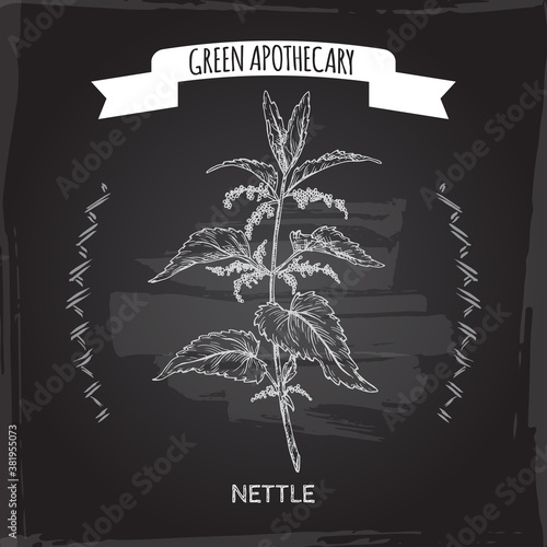 Urtica dioica aka common nettle sketch on black background. Green apothecary series.
