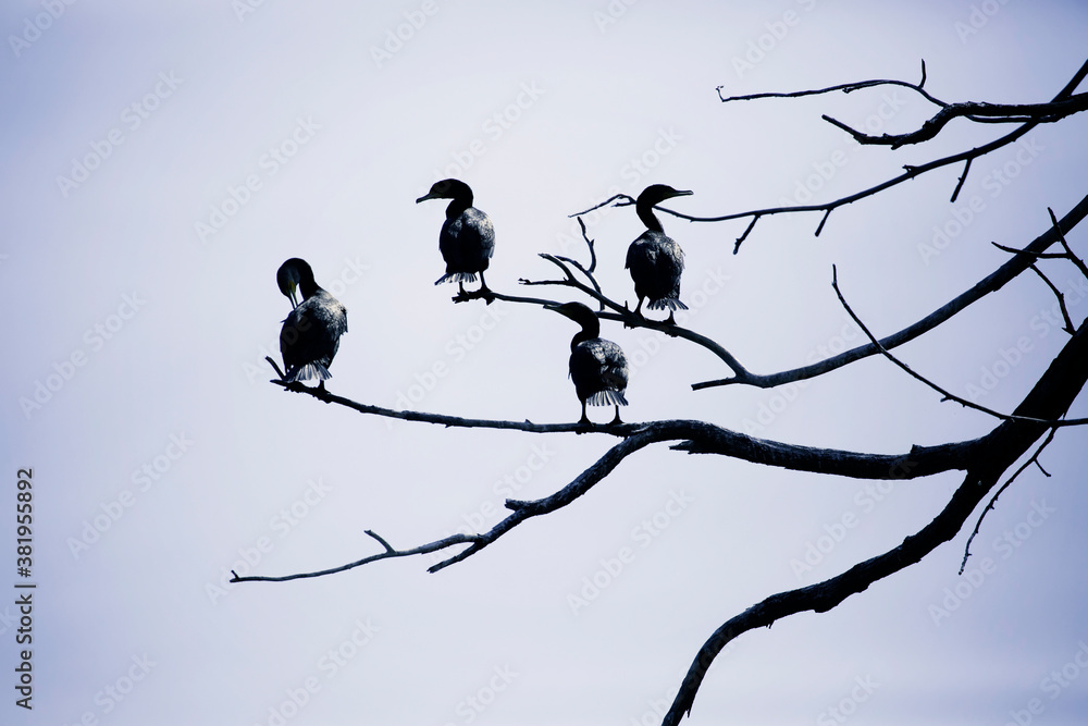 Cormorants silhouettes perched on Bare Branches Cormorants silhouettes perched on Bare Branches