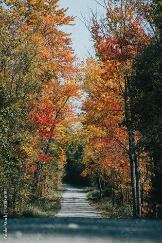 fall dirt road with orange, yellow, and red trees