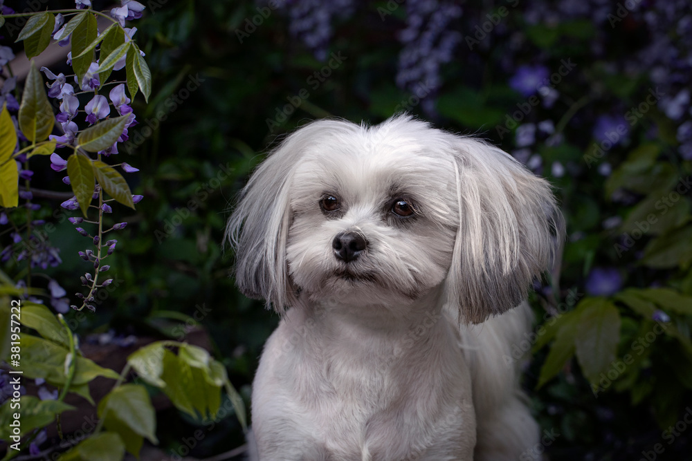 Lhasa Apso in garden with Wisteria flowers
