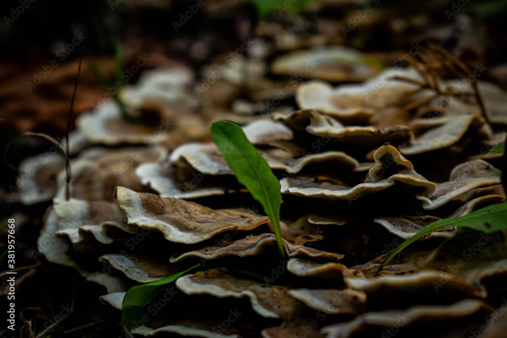 Naklejka premium mushroom