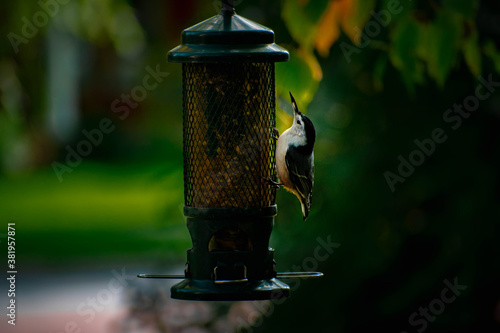 bird on a feeder