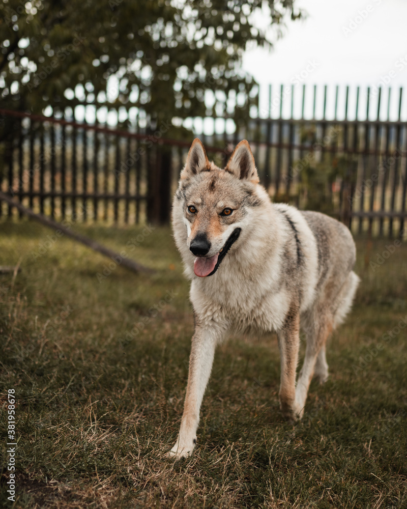 Czechoslovakian wolfdog running happily in his garden. Wooden fence as background.