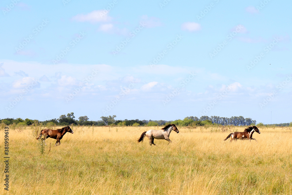 herd of wildebeest in the savannah