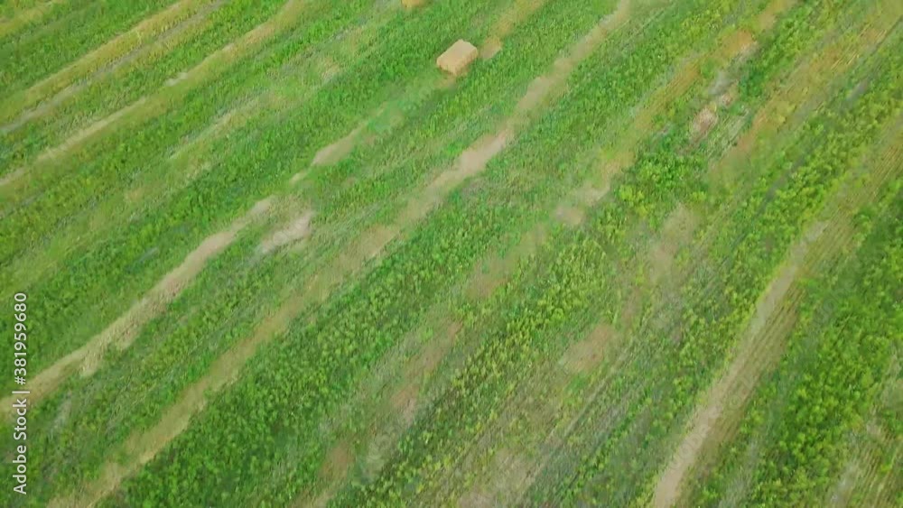 Amazing landscape with hay bales in the field after harvest. The view from the height of bird flight. drone copter. Amazing landscape with hay bales in the field after harvest. The view from the height of bird flight. drone copter.