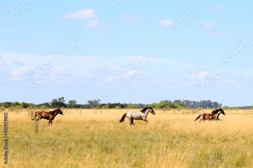 Fototapeta Naklejka Na Ścianę i Meble -  herd of wildebeest in the savannah