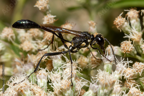 Close up isolated macro image of a black common thread bellied wasp (Ammophila procera) sucking nectar from a white common boneset flower. This is a wasp native to North America photo