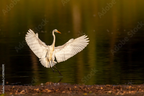 isolated image of a great egret (adrea alba) a.k.a great white heron landing on water at sunset from a flight with wings wide open. A contrasting image with a white bird against dark background photo