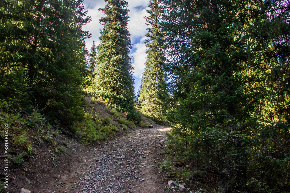 Fototapeta premium Mountain pathway between spruce trees. Landscape shot taken in Kazakhstan