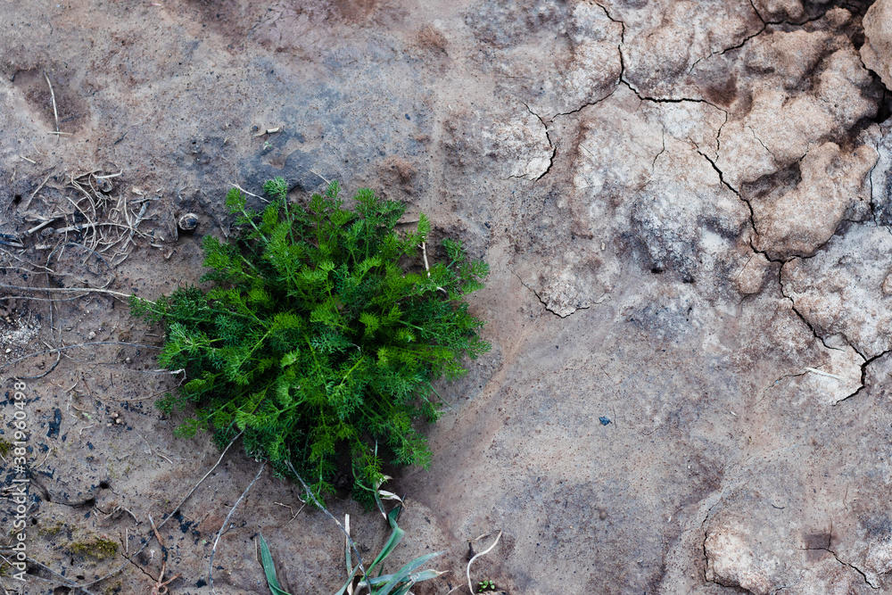 Naklejka premium A little green young bush grows out of empty soil top view