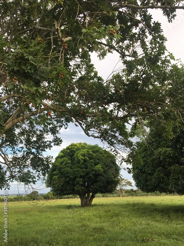 tree in the park