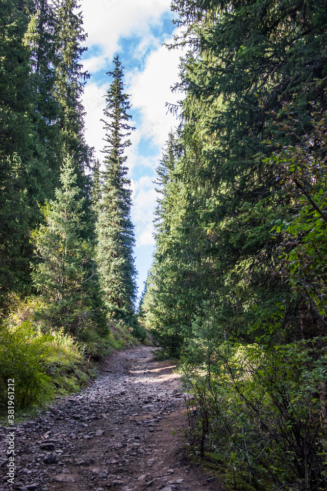 Fototapeta premium Mountain pathway between spruce trees. Landscape shot taken in Kazakhstan