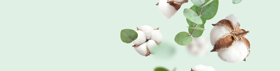 Flying cotton flowers, green twigs of eucalyptus on mint green background. Creative Floral background with cotton, delicate flowers of fluffy cotton. Flat lay flowers composition, greeting card