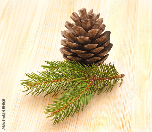 Green branches of pine with a bump.